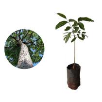 Muda de Mogno Africano 20 a 40cm AMK - Plantas Online
