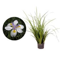 Muda de Moreia 50 a 80cm AMK - Plantas Online