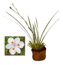 Muda De Moréia Branca - Ideal Para Jardins E Paisagismo