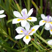 Muda de Moréia - Dietes Iridioides Vaso 3 litros