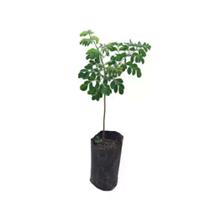 Muda de Moringa Altura de 0,40 cm a 0,80 cm