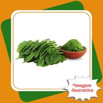 Muda de Moringa Oilefera