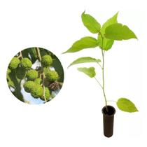 Muda de Mutambo 20 a 40cm AMK - Plantas Online