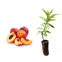 Muda de Nectarina 50 a 80cm AMK - Plantas Online