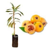 Muda de Nêspera Ameixa Amarela Enxertada Rápida Produção Produz em Vasos