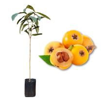 Muda de Nêspera Comum Ameixa Amarela Rápida Produção Produz em Vasos