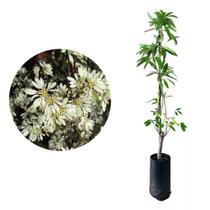 Muda de Neve Da Montanha 50 a 80cm AMK - Plantas Online Muda de Neve Da Montanha 50 a 80cm AMK - Plantas Online