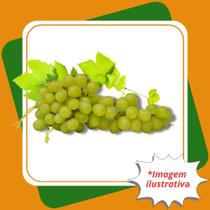 Muda de Niágara Branca Enxertada Vitis Labrusca Niagara.