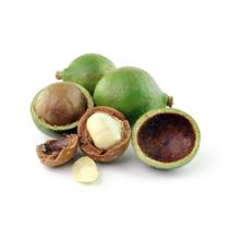 Muda de Noz Macadâmia Altura de 0,40 cm a 0,80 cm