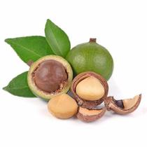 Muda De Noz Macadâmia