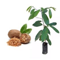 Muda de Noz Moscada 20 a 40cm AMK - Plantas Online