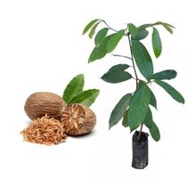 Muda de Noz Moscada 20 a 40cm AMK - Plantas Online