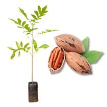 Muda de Noz Pecã Comum Rápida Produção Produz em Vasos