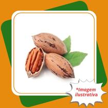 Muda De Noz Pecan Carya illinoinensis Wangenh. K. Koch.