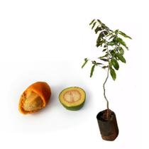 Muda De Oiti Altura 20cm a 40cm Muda De Oiti Altura 20cm a 40cm