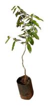 Muda De Oiti - Licania Tomentosa Muda De Oiti - Licania Tomentosa
