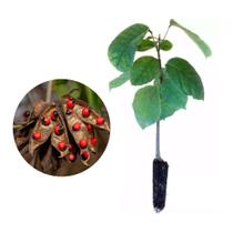 Muda de Olho De Cabra 20 a 40cm AMK - Plantas Online Muda de Olho De Cabra 20 a 40cm AMK - Plantas Online