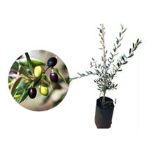 Muda de Oliveira 20 a 40cm AMK - Plantas Online Muda de Oliveira 20 a 40cm AMK - Plantas Online
