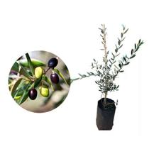 Muda de Oliveira 20 a 40cm AMK - Plantas Online