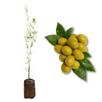 Muda de Oliveira Azeitona Rápida Produção Produz em Vasos Muda de Oliveira Azeitona Rápida Produção Produz em Vasos