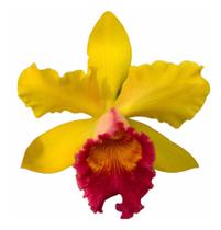 Muda De Orquídea Amarela E Bordo Blc.exotic Apricot