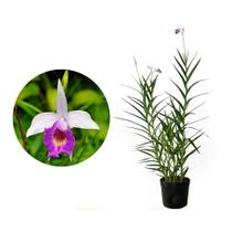 Muda de Orquídea Bambu 20 a 40cm AMK - Plantas Online