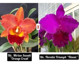 Muda de Orquídea Blc. Mirian Suzuki X Blc. Floralia Triumph - orquidea