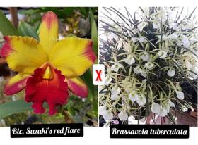 Muda de Orquídea Blc. Suzuki's Red Flare X Brassavola Tuberculata