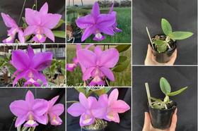 Muda De Orquídea Cattleya Nobilior Tipo