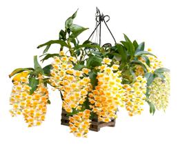 Muda De Orquidea Dendrobium Pendente Thyrsiflorum Adulta