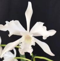 Muda de Orquídea Lobata Geni Alba (3261) - Jardim com Flores
