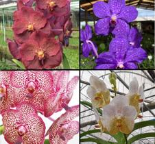 Muda de Orquídea Vanda sem Identificação - Jardim com Flores