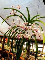 Muda de orquídea Vanda Tricolor