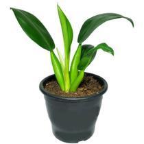 Muda De Pacová 50cm Planta Para Área Interna E Urban Jungle