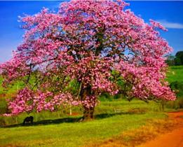 Muda de Paineira Flor rosa - Chorisia speciosa