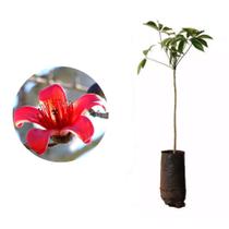 Muda de Paineira Vermelha 50 a 80cm AMK - Plantas Online