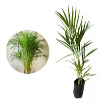 Muda de Palmeira Areca Bambu 20 a 40cm AMK - Plantas Online