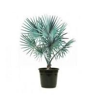 Muda de Palmeira Azul - Bismarckia Nobilis Muda de Palmeira Azul - Bismarckia Nobilis