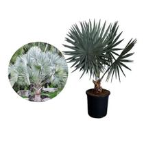 Muda de Palmeira Bismarckia 20 a 40cm AMK - Plantas Online Muda de Palmeira Bismarckia 20 a 40cm AMK - Plantas Online