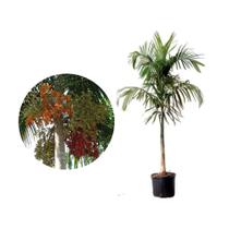 Muda de Palmeira Carpentaria 20 a 40cm AMK - Plantas Online