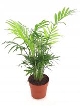 Muda De Palmeira Chamaedorea Elegans Planta Natural Com Vaso Muda De Palmeira Chamaedorea Elegans Planta Natural Com Vaso
