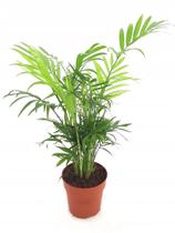 Muda De Palmeira Chamaedorea Elegans Planta Natural Com Vaso