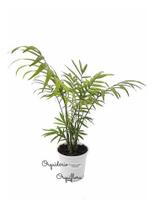 Muda De Palmeira Chamaedorea Elegans Planta Natural Com Vaso - Orquiflora