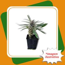 Muda de Palmeira de Madagascar Folha Verde Dypsis lutescens