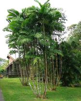 Muda de palmeira Macarthur - mudas de 1.50 mt