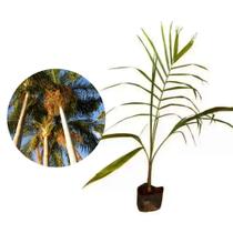 Muda de Palmeira Real 20 a 40cm AMK - Plantas Online