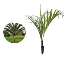 Muda de Palmeira Triangular 20 a 40cm AMK - Plantas Online Muda de Palmeira Triangular 20 a 40cm AMK - Plantas Online