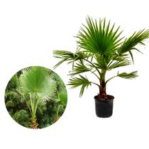 Muda de Palmeira Washingtônia 20 a 40cm AMK - Plantas Online Muda de Palmeira Washingtônia 20 a 40cm AMK - Plantas Online
