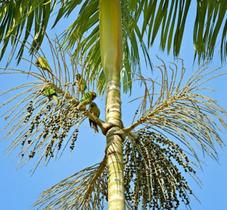 Muda de Palmito - Juçara - Euterpe Edulis Muda de Palmito - Juçara - Euterpe Edulis