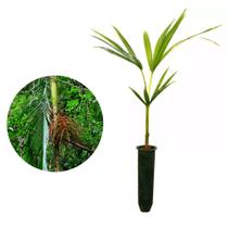 Muda de Palmito Jussara 20 a 40cm AMK - Plantas Online